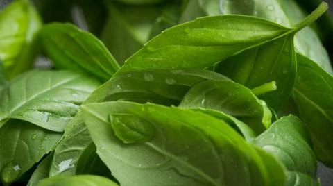 Basil leaves closeup Stock Photos