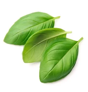 Basil leaves closeup. Foto stock