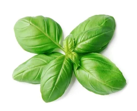 Basil leaves closeup . Stock Photos