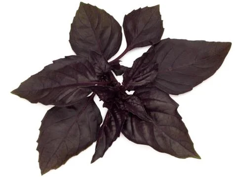 Basil leaves in closeup Stock Photos