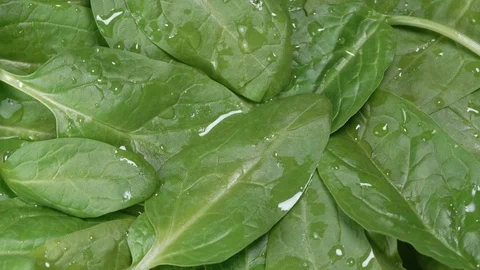 Basil leaves covered with water drops rotate close view Video stock 125601663