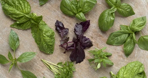 Basil leaves different cultivars. Stock Footage 284270727
