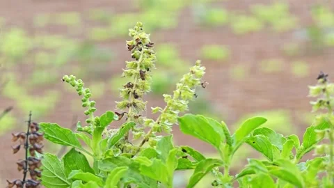 Basil Leaves with flower, Thai Basil Leaves. Stock Footage 305371197