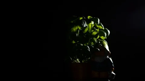 Basil leaves Stock Footage 85691679