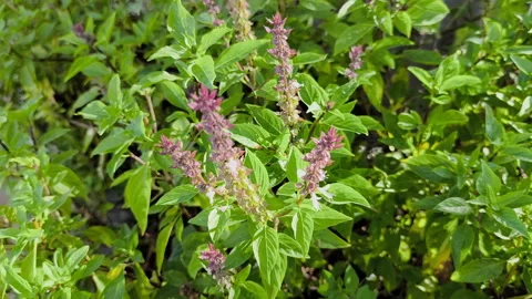 Basil leaves Video stock 290892709