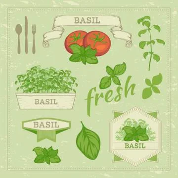 Basil leaves Stock Illustration
