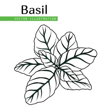  basil leaves Stock Illustration