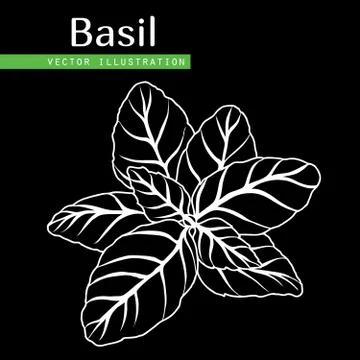  basil leaves Stock Illustration