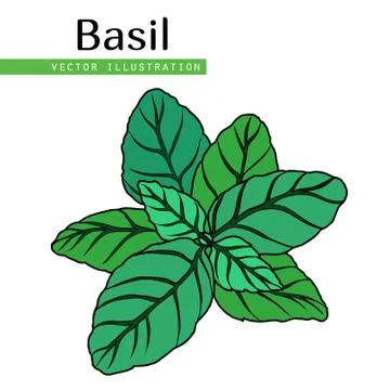 Basil leaves Stock Illustration