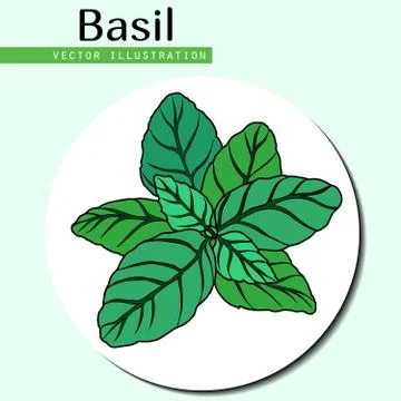 Basil leaves Stock Illustration