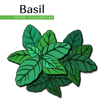  basil leaves Stock Illustration