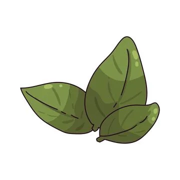 Basil leaves illustration Stock Illustration