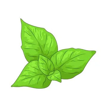 Basil leaves illustration Stock Illustration