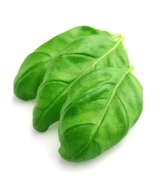 Basil leaves isolated close up . Stock Photos