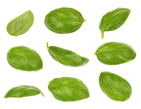 Basil leaves isolated Stock Photos