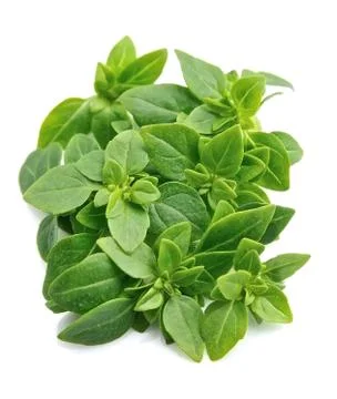 Basil leaves isolated . Stock Photos