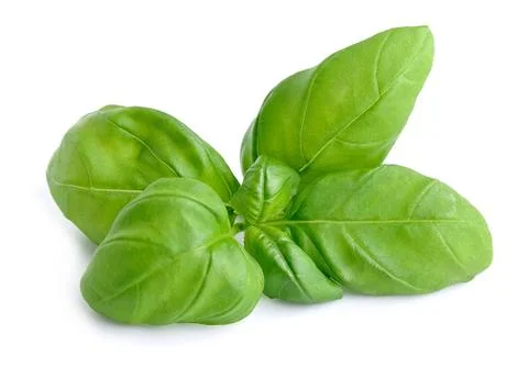 Basil leaves isolated . Stock Photos