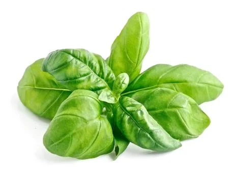 Basil leaves isolated. Stock Photos