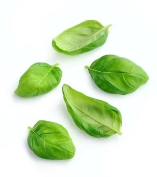 Basil leaves isolated . Stock Photos