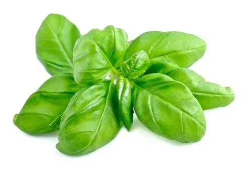 Basil leaves isolated Foto stock