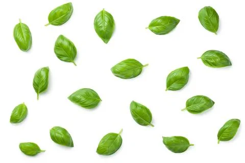 Basil Leaves Isolated on White Background Stock Photos