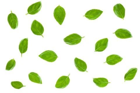 Basil Leaves Isolated on White Background Stock Photos