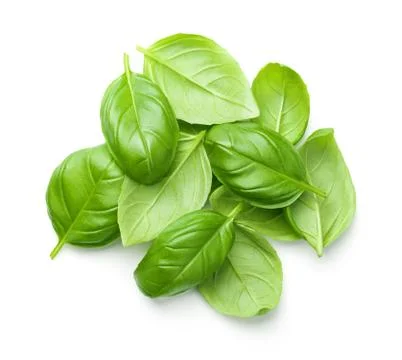 Basil Leaves Isolated on White Background Stock Photos