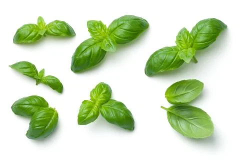 Basil Leaves Isolated on White Background Stock Photos