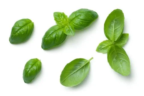Basil Leaves Isolated on White Background Stock Photos