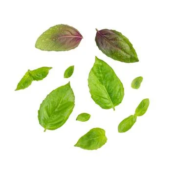 Basil leaves isolated on white background Foto stock