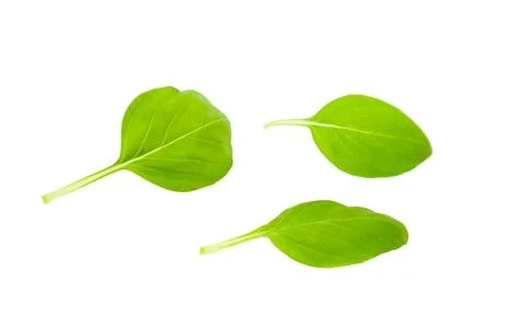 Basil leaves isolated on white background Stock Photos