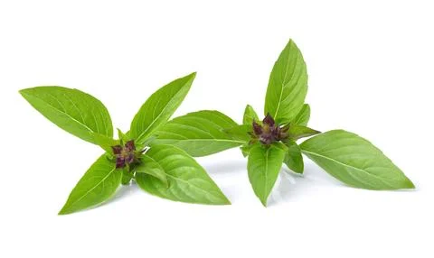 Basil leaves isolated on white background Stock Photos
