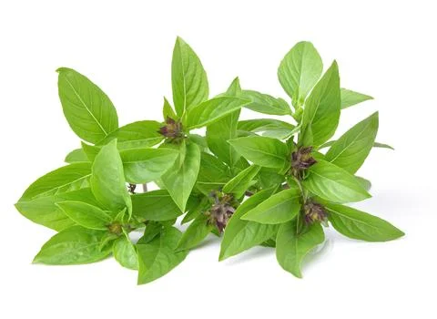 Basil leaves isolated on white background Stock Photos