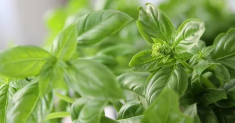 Basil leaves with light change Stock Footage 200924415
