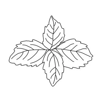 Basil leaves for menu design and recipes, doodle style flat vector outline for Illustrazione stock
