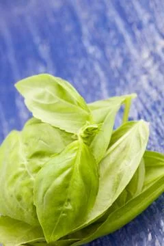 Basil leaves Stock Photos