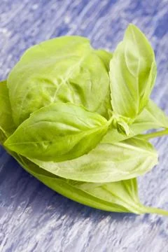 Basil leaves Stock Photos