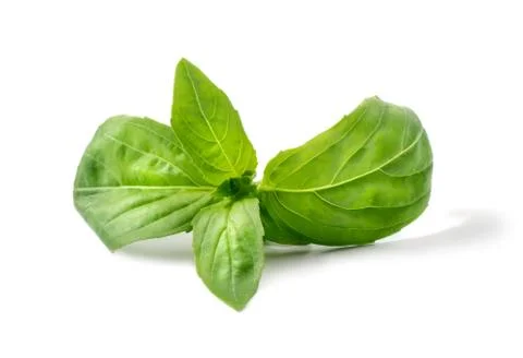 Basil leaves Stock Photos