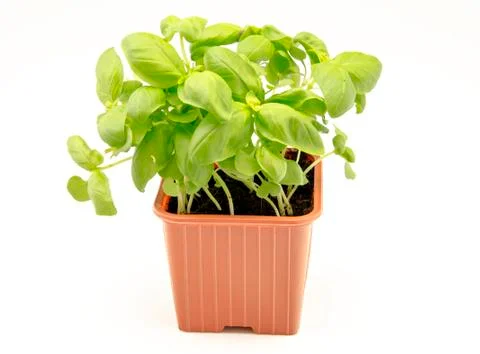 Basil leaves Stock Photos