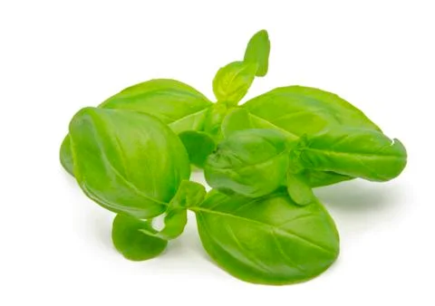 Basil leaves Stock Photos