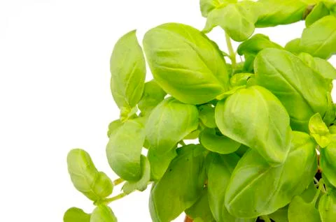 Basil leaves Stock Photos