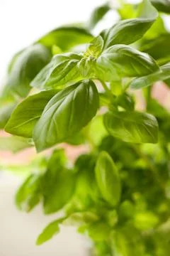 Basil leaves Stock Photos