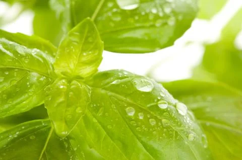Basil leaves Stock Photos
