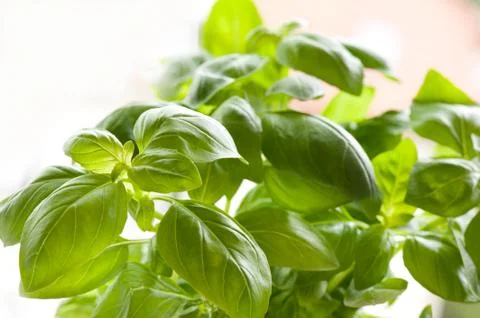 Basil leaves Stock Photos