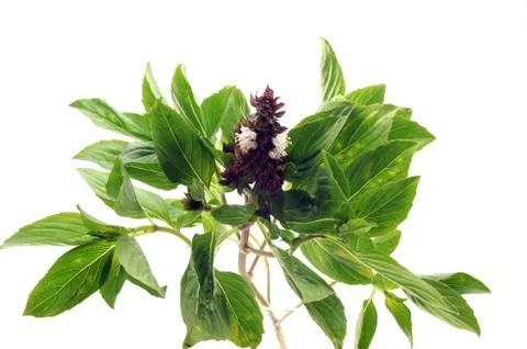 Basil leaves Stock Photos