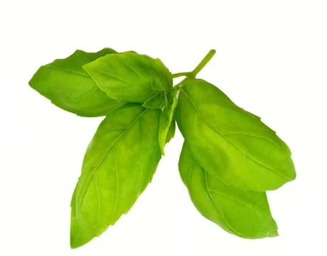 Basil leaves Stock Photos