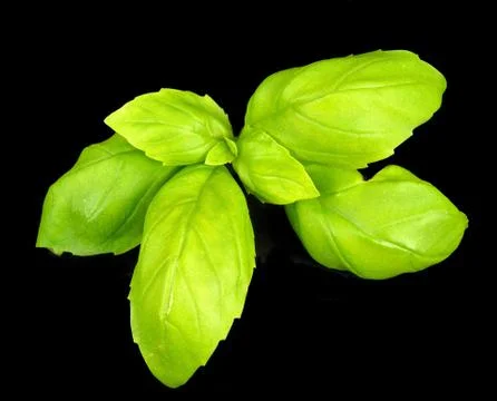 Basil leaves Foto stock