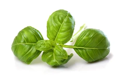 Basil leaves Stock Photos