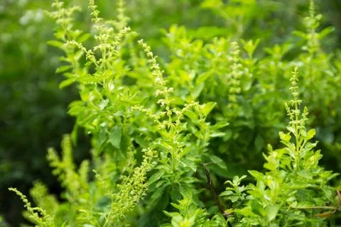 Basil leaves Stock Photos