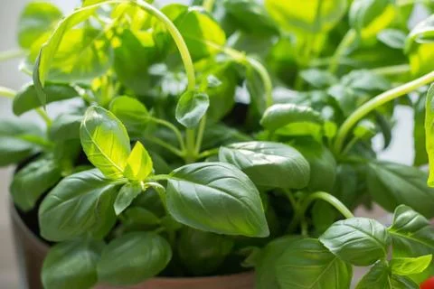 Basil leaves Stock Photos